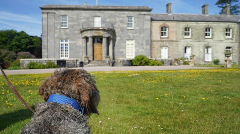 The back of a dogs head with Arlington house behind on a sunny day
